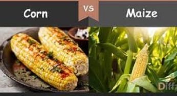 Differences Between Corn and Maize You Should Know