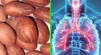 Bitter Kola Health Benefits and Side Effects to Humans